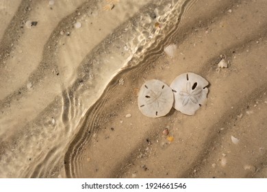 Two Sand Dollar Seashells In The Waves Of The Ocean On The Rippled Sand As Water Flows Over Them