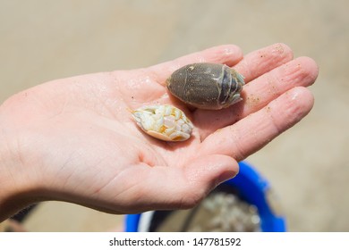 atlantic mole crab