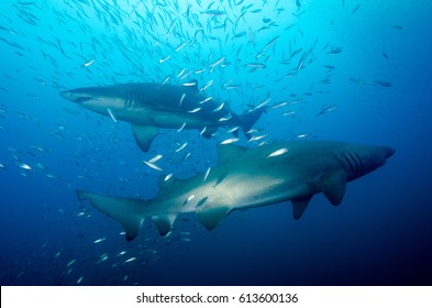 Two Sand Tiger Sharks In North Carolina