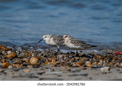 Two Sanderlings (Calidris alba) on a rocky beach along Lake Erie. Sanderlings are small shorebirds that nest in the Arctic and feed along sandy beaches during the winter. September 2021.