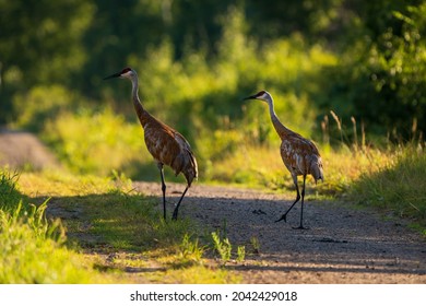 Two Sandhill Cranes Standing On A Dirt Refugee Road