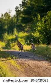 Two Sandhill Cranes Standing On A Dirt Refugee Road