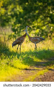 Two Sandhill Cranes Standing On A Dirt Refugee Road