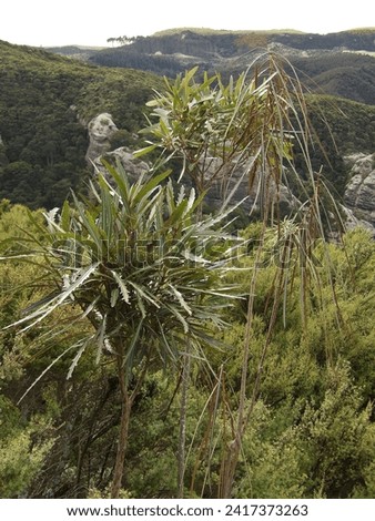 Two saplings in different ages of Horoeka, or lancewood (Pseudopanax crassifolius) show the morphological diversity of this species. 