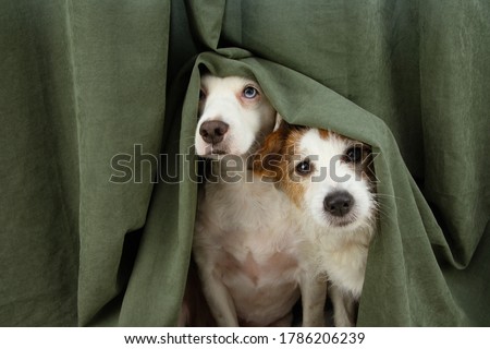 two scared or afraid puppy dogs wrapped with a curtain. 