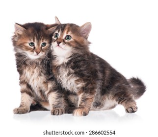 Two Scared Cute Siberian Kittens Isolated Stock Photo 286602554 ...