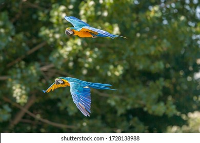 two Scarlet Macaw - Ara macao - flying