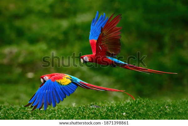 Two Scarlet Macaw parrots, flying just above the ground. Bright red and blue South American parrots, Ara Macao, flying with outstretched blue wings in a tropical rainforest, Costa Rica.