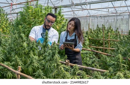 Two scientists using magnifying glass checking cannabis plant for research in a greenhouse. Alternative medicine. Growing organic cannabis herb on the farm. Marijuana for alternative medical concept.
