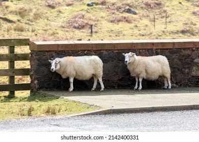 Two Scottish Blackface sheep standing by a wall at the side of the road