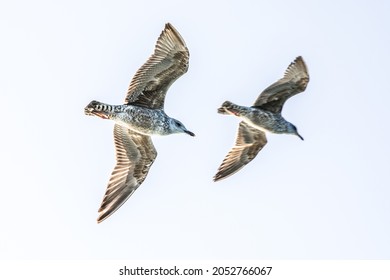 Two Sea Birds Flying Together In The Sky