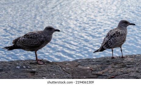 Two Sea Gulls Sat On A Harbour Wall 