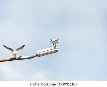 Two Sea Gulls Sit On A Rusty City Lamp Post. Wild Birds Against A Blue Cloudy Sky.