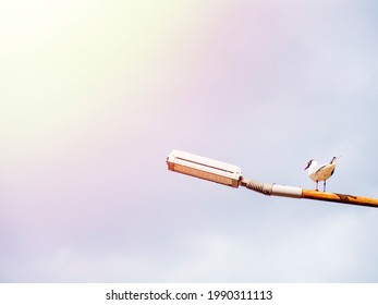 Two Sea Gulls Sit On A Rusty City Lamp Post. Wild Birds Against A Blue Cloudy Sky.