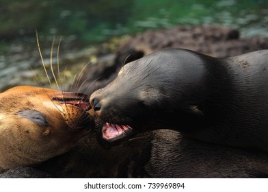 Two Sea Lion Almost Kissing