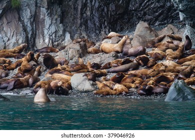 Two sea lions spar with each other amidst a lazy gathering in Prince William Sound, Alaska - Powered by Shutterstock