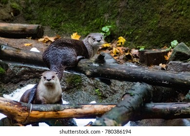 Two Sea Otters 