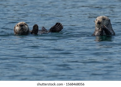 Two Sea Otters Drift In The Pacific Ocean.