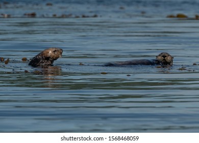 Two Sea Otters Drift In The Pacific Ocean.