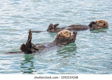 Two Sea Otters Lying On Water