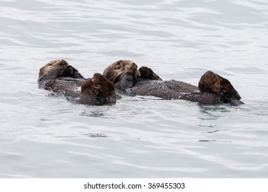 Two Sea Otters Resting In The Ocean