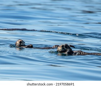 Two Sea Otters Swimming In The Broughton Archipelago