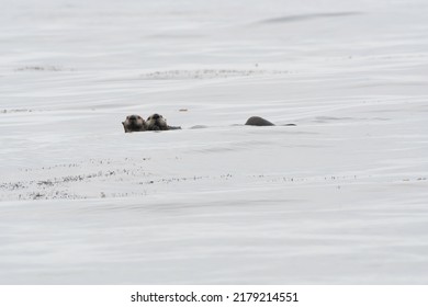 Two Sea Otters Swimming On The Sea