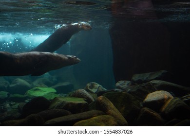 Two Sea Otters Swimming Together