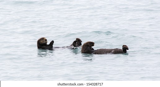 Two Sea Otters In Water Near Seward Alaska