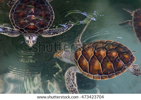 Two of Sea Turtles