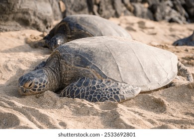 Two sea turtles resting on a sandy beach with rocks in the background - Powered by Shutterstock