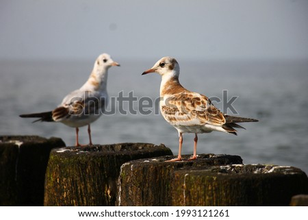 
two seabirds sitting on a wooden pier