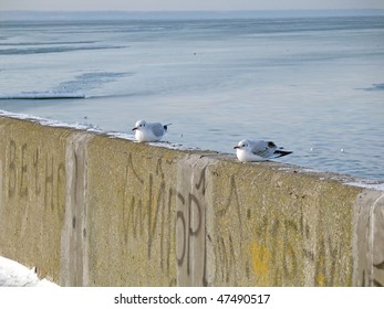 Two seagulls