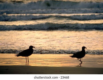 two seagulls enjoying the sunset