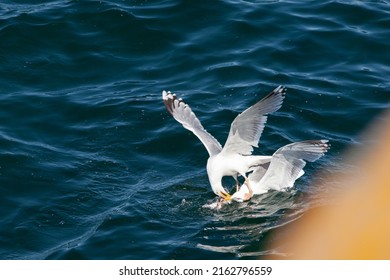 Two Seagulls Fighting For A Prey At A Sea. Hungry Birds On The Shore. Detail Of A Head, Beak And Wings.