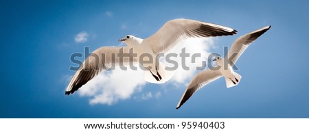 two seagulls are flying against the blue sky