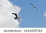 Two seagulls flying with clouds in the background
