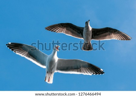 Foto Bild Satz Möwen isoliert auf blauem Himmel