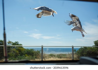 Two Seagulls Mid Flight In Front Of A Car At A Beach In Adelaide, South Australia