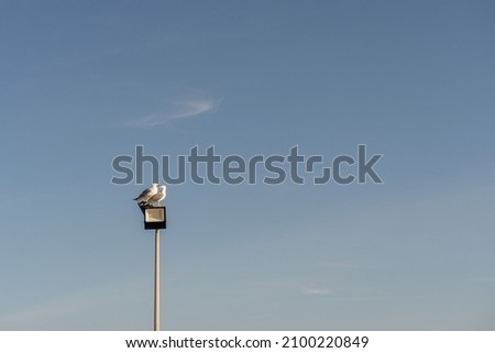 Two seagulls on a pole with street lamps, against the blue sunset sky.