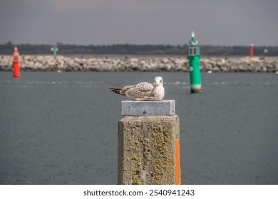 Two seagulls perched atop a wooden post in a serene body of water - Powered by Shutterstock