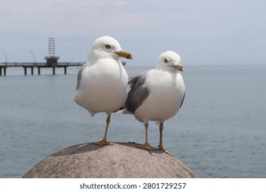 two seagulls perched on a post by the lake shore 
