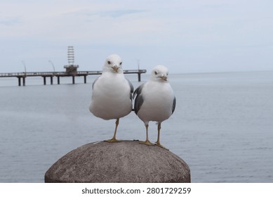 two seagulls perched on a post by the lake shore 