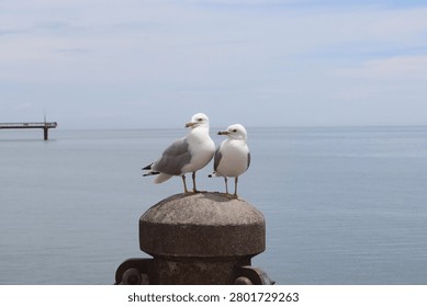 two seagulls perched on a post by the lake shore 