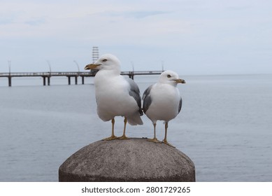 two seagulls perched on a post by the lake shore 