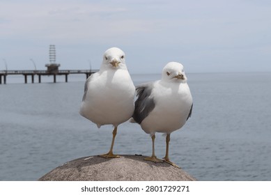 two seagulls perched on a post by the lake shore 