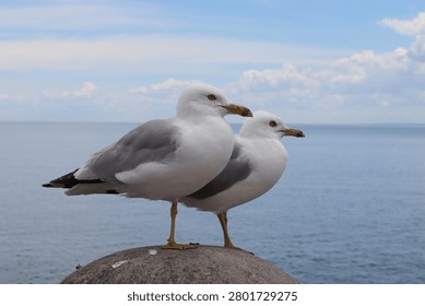two seagulls perched on a post by the lake shore 