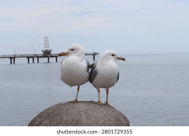 two seagulls perched on a post by the lake shore 