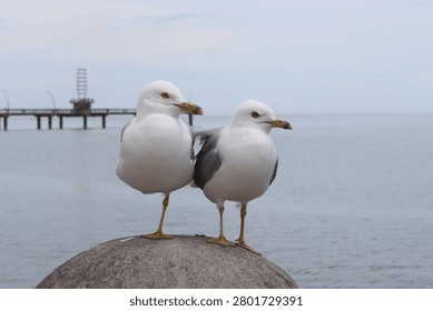two seagulls perched on a post by the lake shore 