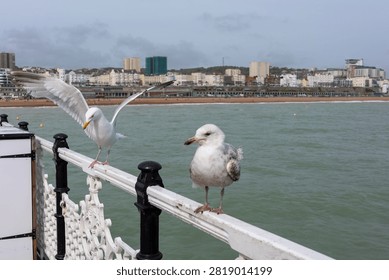 Two seagulls are perched on a railing by the sea. One bird has its wings raised as if preparing to fly. The background shows buildings along the shore on a cloudy day.